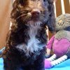Picquot Puppies